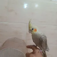 عروس هلندی ۳ماهه