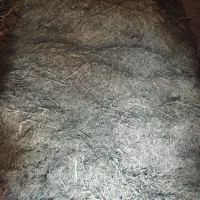 علف شیر آرپا