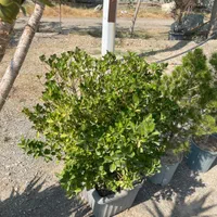 شمشاد|گل و گیاه طبیعی|تهران, مجیدآباد|دیوار