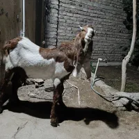 تکشاد پتیری|حیوانات مزرعه|صابری, |دیوار