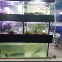فروش آکواریوم .ماهی. و پرندگان زینتی
