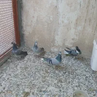 4تا همش باهم 500|پرنده|خمینی‌شهر, |دیوار