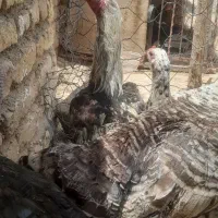 بقلمون ماده