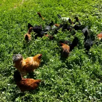 مرغ گلپایگانی