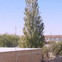 درخت سنوبر و چنار ۱۶ ساله به فروش میرسد