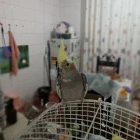 عروس هلندی گمشده