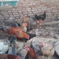 ۱۷عددغاز۵۰عددمرغ وخورس|حیوانات مزرعه|قزوین, |دیوار
