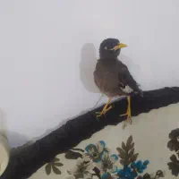 مرغ مینا