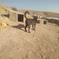 یک سگ خوب و باهوش برای نگهبانی|سگ|سلطانیه, |دیوار