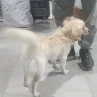 فروش یک قلاده سگ