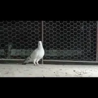 پرنده|پرنده|فسا, |دیوار