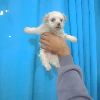 توله سایز ریز|سگ|بجنورد, |دیوار