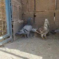 ۳ تا نر تعبیدی|پرنده|وحیدیه, |دیوار