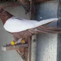 کفتر سینه
