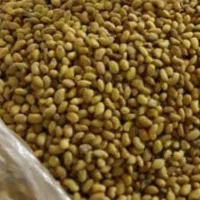 تخم علف(بذریونجه)بمی محلی اصلی