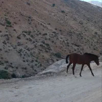 اسب|اسب و تجهیزات اسب‌سواری|نجف‌آباد, حومه نجف آباد|دیوار