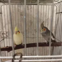 تعدادی عروس هلندی جوجه ونر تعدادی قفس همه مدل