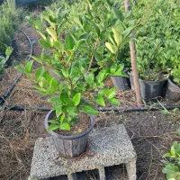 گلکاری باغبانی فضای سبز|خدمات باغبانی و درختکاری|واجارگاه, |دیوار