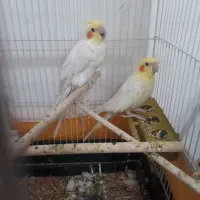 عروس هلندی لوتینو تخم و جوجه رسون