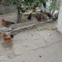 مرغ وخروس فروش فوری