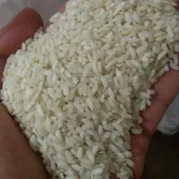 برنج چمپا فلارد