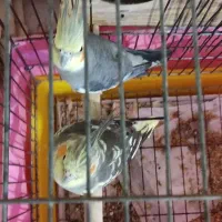 عروس هلندی|پرنده|تهران, زیبادشت|دیوار