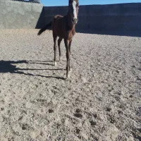 کره نریون فروشی