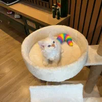 گربه های پرشین و بریتیش اصیل|گربه|نوشهر, |دیوار