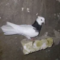 طوقی ماده