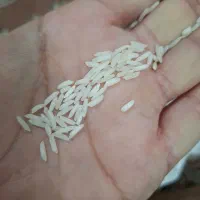 برنج هاشمی درجه یک ممتاز سورتینگ زده|خوردنی و آشامیدنی|آستانه اشرفیه, |دیوار