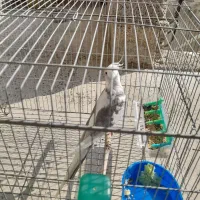 عروس هلندی نر دوکت البینو با قفس