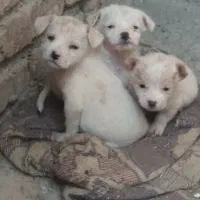 سگ پاکوتاه ماده