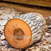 درخت و چوب شما را با بالاترین قیمت نقدی خریداریم