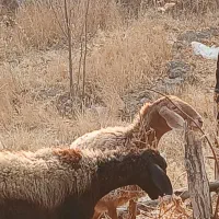 تعدادی میش فروشی محدوده لواسان بزرگ