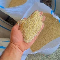 فروش برنج چمپا درجه یک پاک کردن برنج و خورده برنج