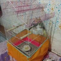 پرنده عروس|پرنده|احمدسرگوراب, |دیوار