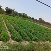 شتیل گوجه سوپر چف