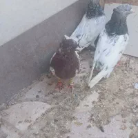 کبوتر|پرنده|شیراز, کرونی(خاتونک)|دیوار