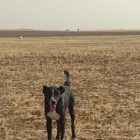 سگ گم شده