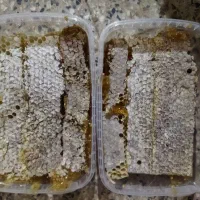 عسل طبیعی لرستان،|خوردنی و آشامیدنی|تهران, بهارستان|دیوار