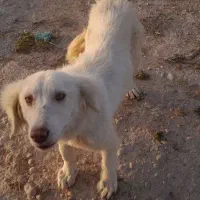 سگ بازیگوش