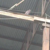 تعدادی کبوتر پرشی