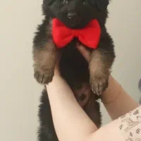 سگ ژرمن شولاین نر اصیل شناسنامه دار