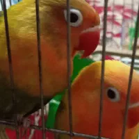 طوطی برزیلی نر و ماده دستی|پرنده|تهران, جوادیه|دیوار