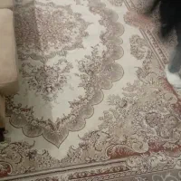 فرش 9متری
