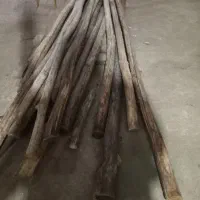 چوب صنوبرخشک