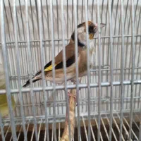 سهره|پرنده|شیراز, شاپورجان|دیوار