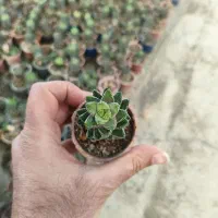 گل و گیاه|گل و گیاه طبیعی|گلبهار, نوبهار|دیوار