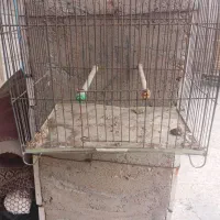 فروش دو عدد قفس|لوازم جانبی حیوانات|اهواز, کمپلو شمالی|دیوار