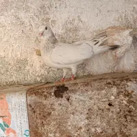 جفت هفرنگ اصلی بازیکن